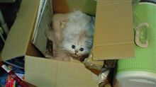 箱猫～