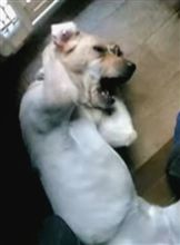 うわぁー雨かよ！