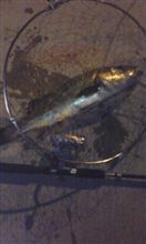 メバリングの竿って強いですね。
