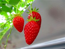イチゴ狩り