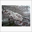桜とコラボ