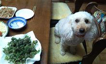 狂犬病予防接種