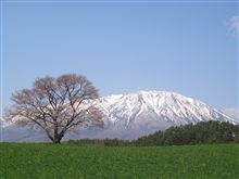 私が見た一本桜