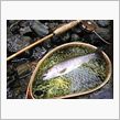 きのうの岩魚さん