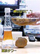 屋根より高い