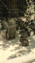 婦猿会