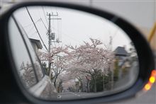 サクラマンカイ