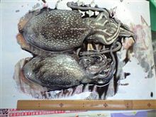 本日も烏賊釣り！！！！！！！