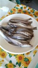 本日の釣果～