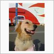 海犬