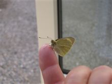 窓を閉めようとしたら訪問者が！