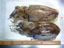 本日も懲りずに烏賊釣りへ！！！