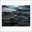渓流の釣果
