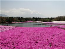 富士芝桜まつり 富士芝桜まつり