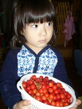 さくらんぼ収穫