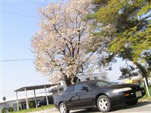 春には