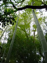 向島百花園