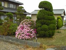 何も手入れしてないのに咲く花はえらい→初心者向け値切り方法への必殺コンボ？