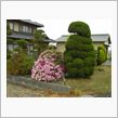 何も手入れしてないのに咲く花 ...