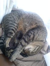 猫の寝方って…(^_^;)