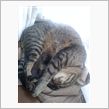 猫の寝方って…(^_^;)