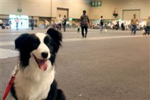 最悪わんにゃんポートメッセ名古屋