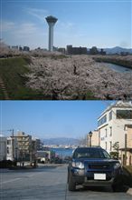 函館へと桜見物