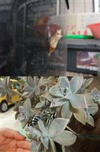 ナミアゲハの幼虫　その４　そして蝶へ。
