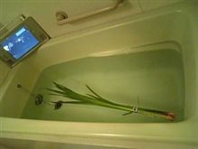 端午の節句