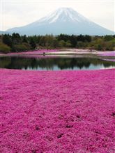 ようやく見ることができました ようやく見ることができました