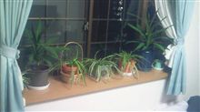 観葉植物　その２
