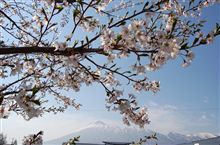 本州でもまだ桜は見られます