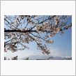 本州でもまだ桜は見られます