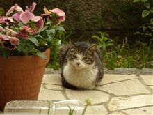 いつも遊びに来る野良猫
