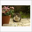 いつも遊びに来る野良猫