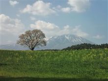 一本桜！
