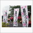 花見は今春最後じゃなかった