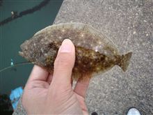 ヒラメ釣った。(^^)v