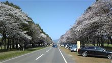 静内二十間道路桜並木