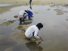 急遽、潮干狩りに！