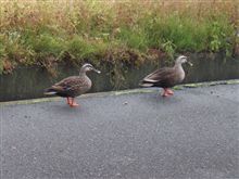 カルガモさんがやってきました。