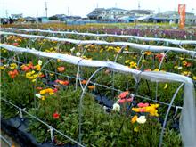 千倉の花畑♪