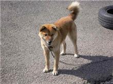 中古車店の犬 中古車店の犬