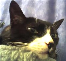 だらだらな日曜日、猫もだらだら。