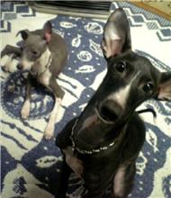 犬社会 ② 犬社会 ②