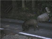 合川ダムで遭遇した動物