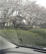 今日の通勤途中の桜