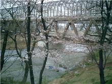 桜の季節ですね 桜の季節ですね