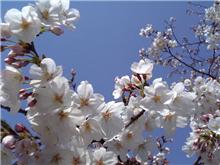 桜も咲いてました。