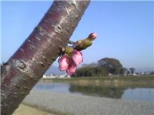 家の周りの桜は、まだ早いみたいで・・・